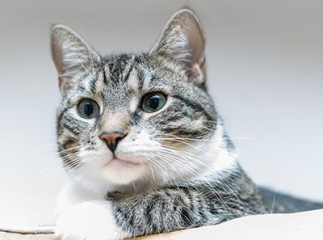 Assurance pour animaux